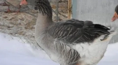 Největší hus na světě: top velká plemena